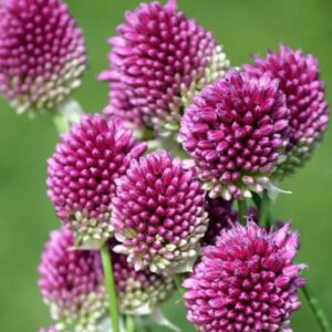 Česnakas "Kiaušininiai" Sphaerocephallon