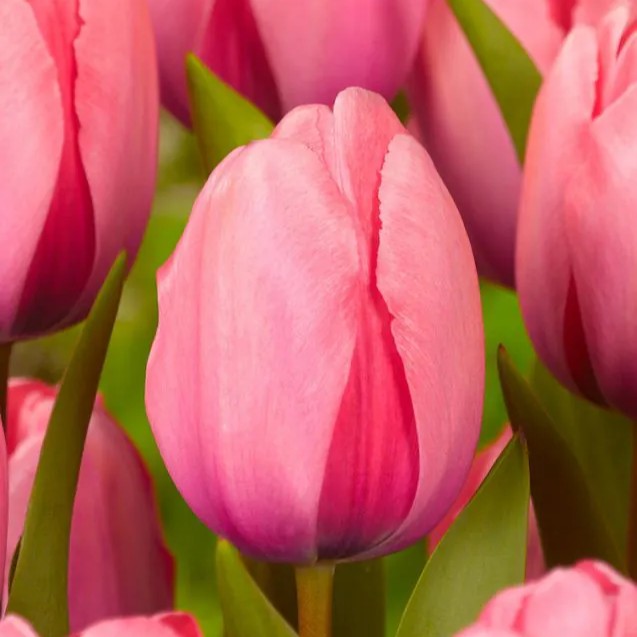 Tulpė Darvino "Pink Impression" - Image 2