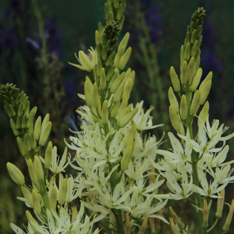 Kamasija leichtlinii Alba