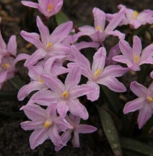 chionodoxa luciliae rose queen 17014 1