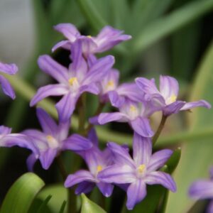 chionodoxa luciliae violet beauty reg 1038 1