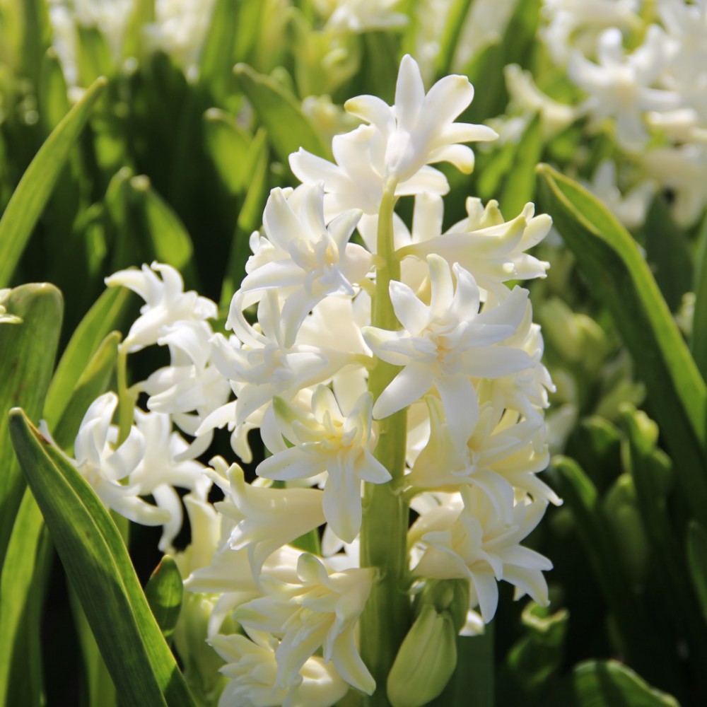 Pilnaviduris hiacintas "Snow Crystal"