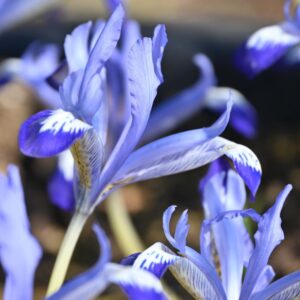 Tinklinis vilkdalgis "Clairette"
