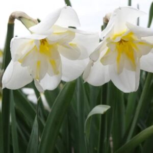 Narcizai "Lemon Beauty"