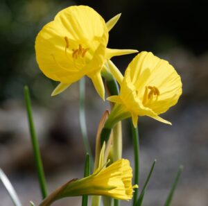 Narcizai "Golden Bells"
