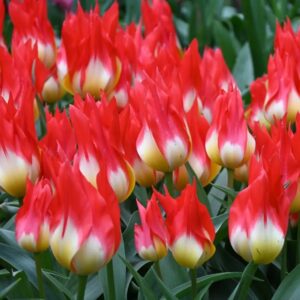 Tulpė "Flames Mystery"
