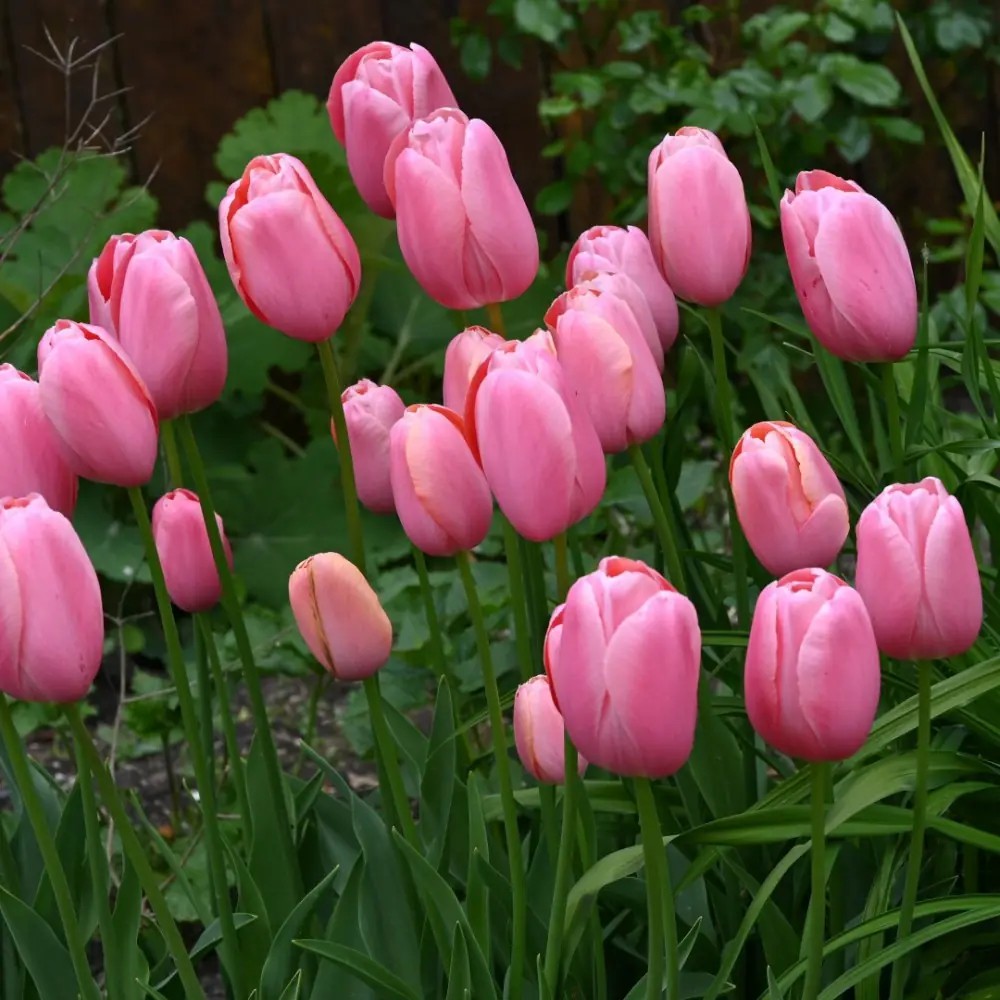 Tulpė Darvino "Pink Impression"