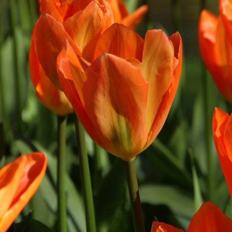Tulpė „Orange Emperor“