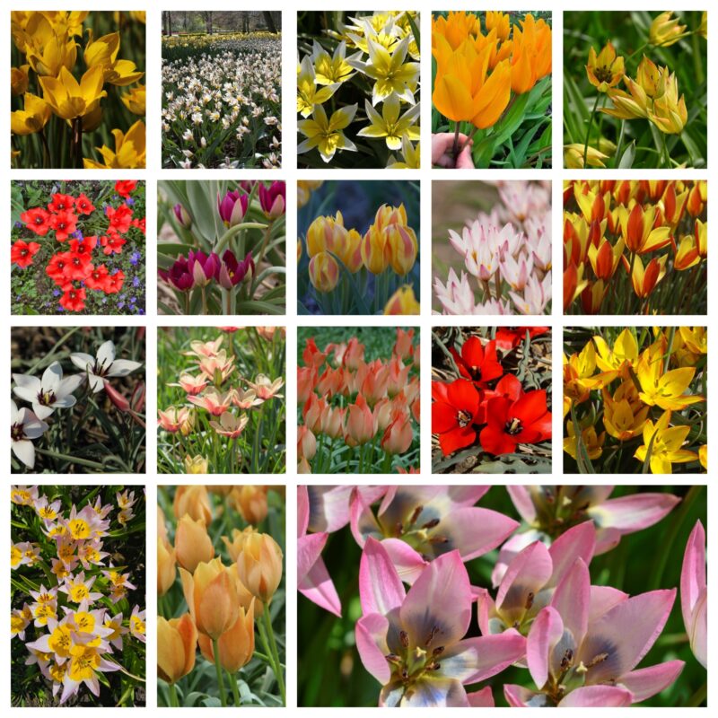 Botaninių tulpių derinys