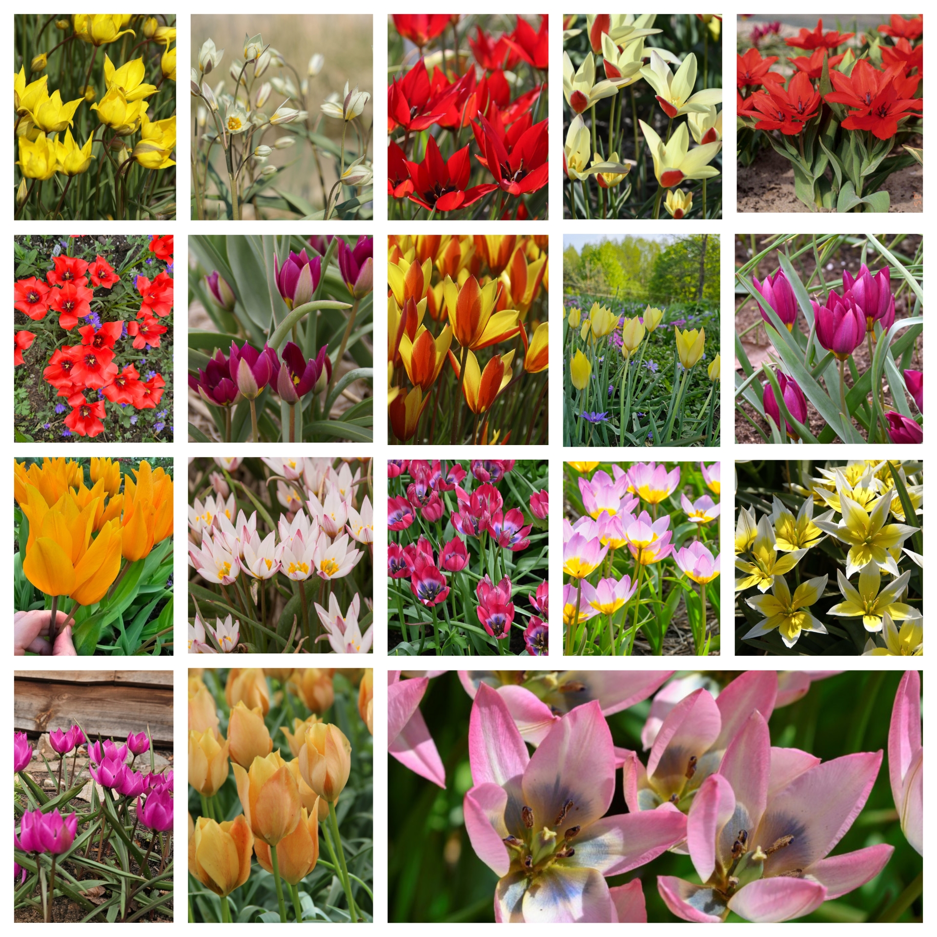 Botaninių tulpių derinys