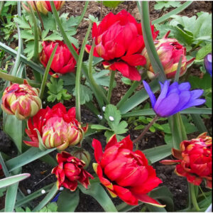 Pilnavidurė botaninė tulpė "Samantha"