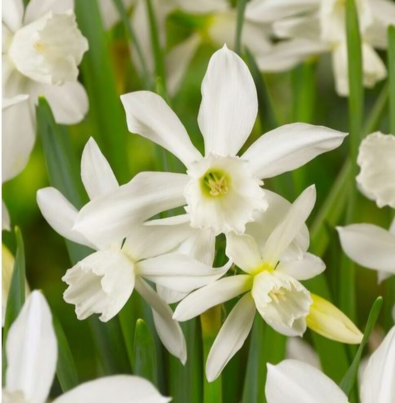 Narcizai "Thalia"