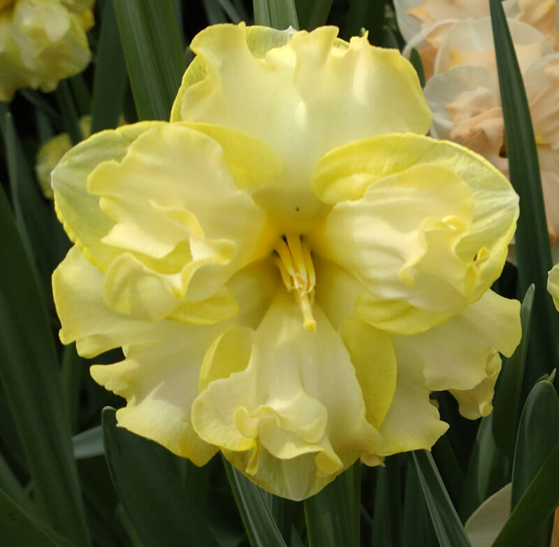 Narcizai "Sunny Side Up"