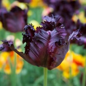 Tulipa Black parrot extra 3 1 1