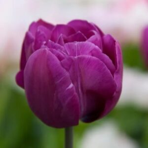 Tulipa Blue Spectacle extra 4 1 1 2