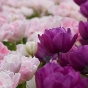 Tulipa Blue spectacle extra 2 1 1