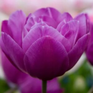 Tulipa Blue spectacle extra 4 1 1 1