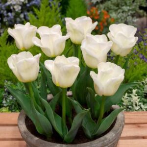 Tulipa Calgary 1 1 1