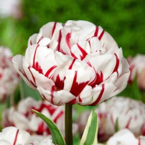 Tulipa Carnaval de Nice 1 1