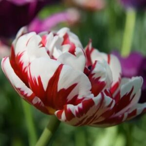 Tulipa Carnaval de nice extra 2 1 1