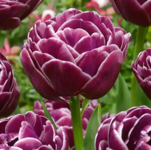Tulipa Dream Touch 1 1 1