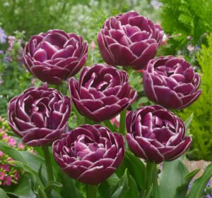 Tulipa Dream Touch 3 1 1