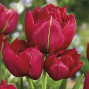 Tulipa Estatic FA 1 1