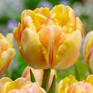 Tulipa Foxy Foxtrot 1 1 5
