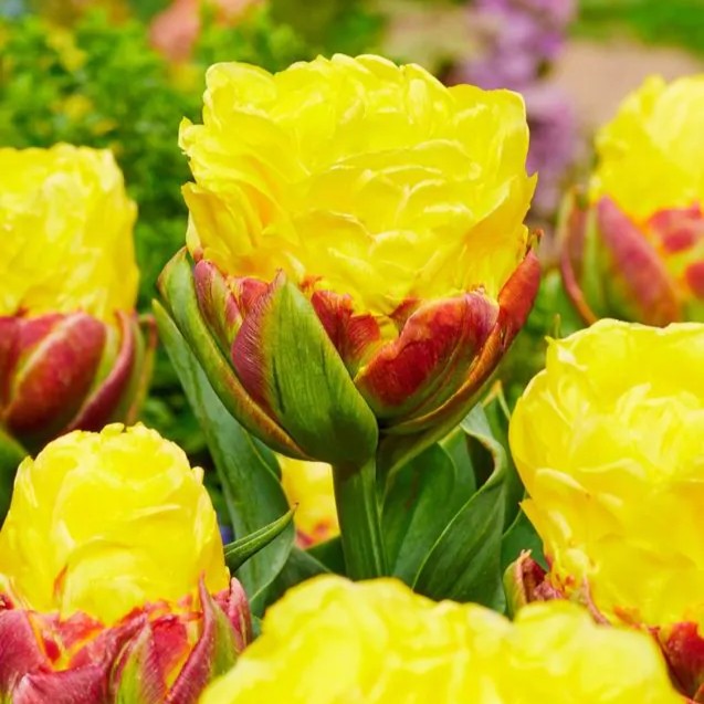 Tulpė pilnavidurė "Ice Cream Banana"