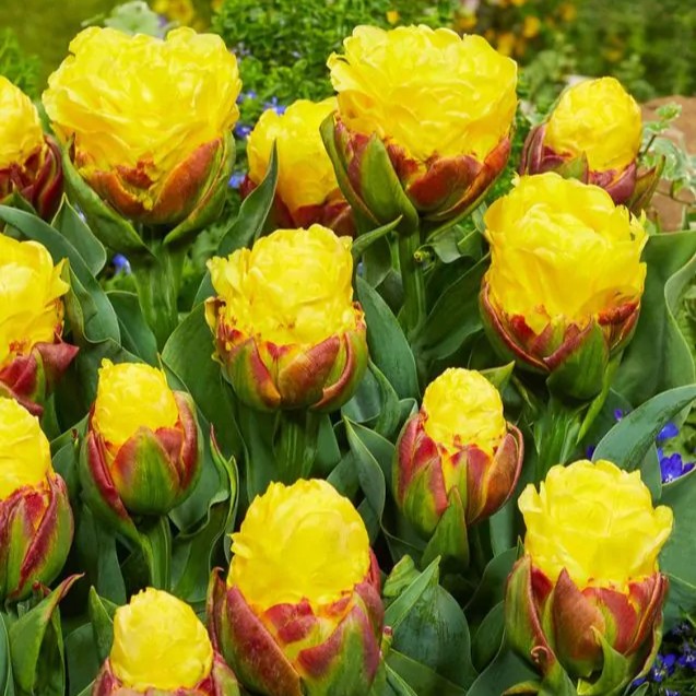 Tulpė pilnavidurė "Ice Cream Banana" - Image 2