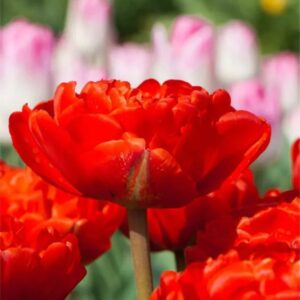Tulipa Miranda 1 1 1
