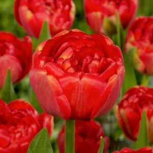 Tulipa Miranda FA1 1 1