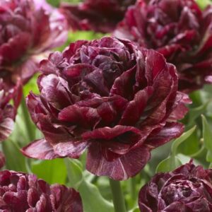 Tulipa Nachtwacht GG 1 5