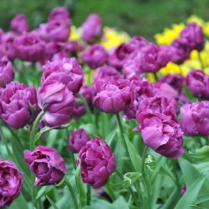 Tulipa Negrita double extra 1 1 1