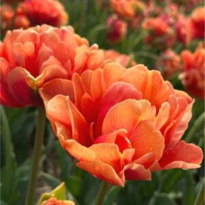 Tulipa Orange Flavour 1B 1 3