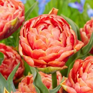 Tulipa Orange Flavour 1 1 1