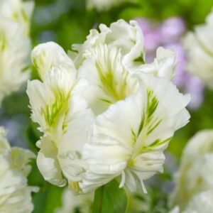 Tulipa Super Parrot 1 1 1