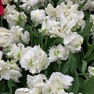 Tulipa Super Parrot extra 1 1 1
