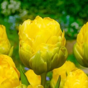 Tulipa Vanilla Coupe FA 1 1 1