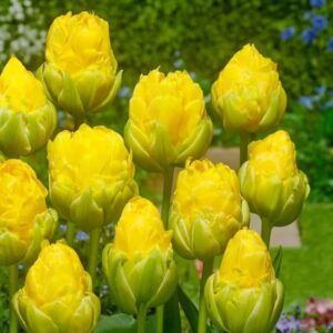 Tulipa Vanilla Coupe FA 2 1 1