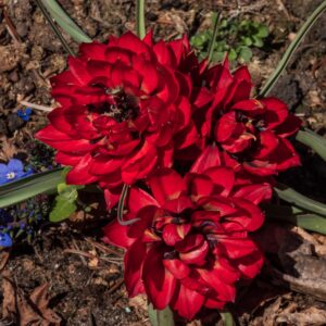 Pilnavidurė botaninė tulpė "Samantha"