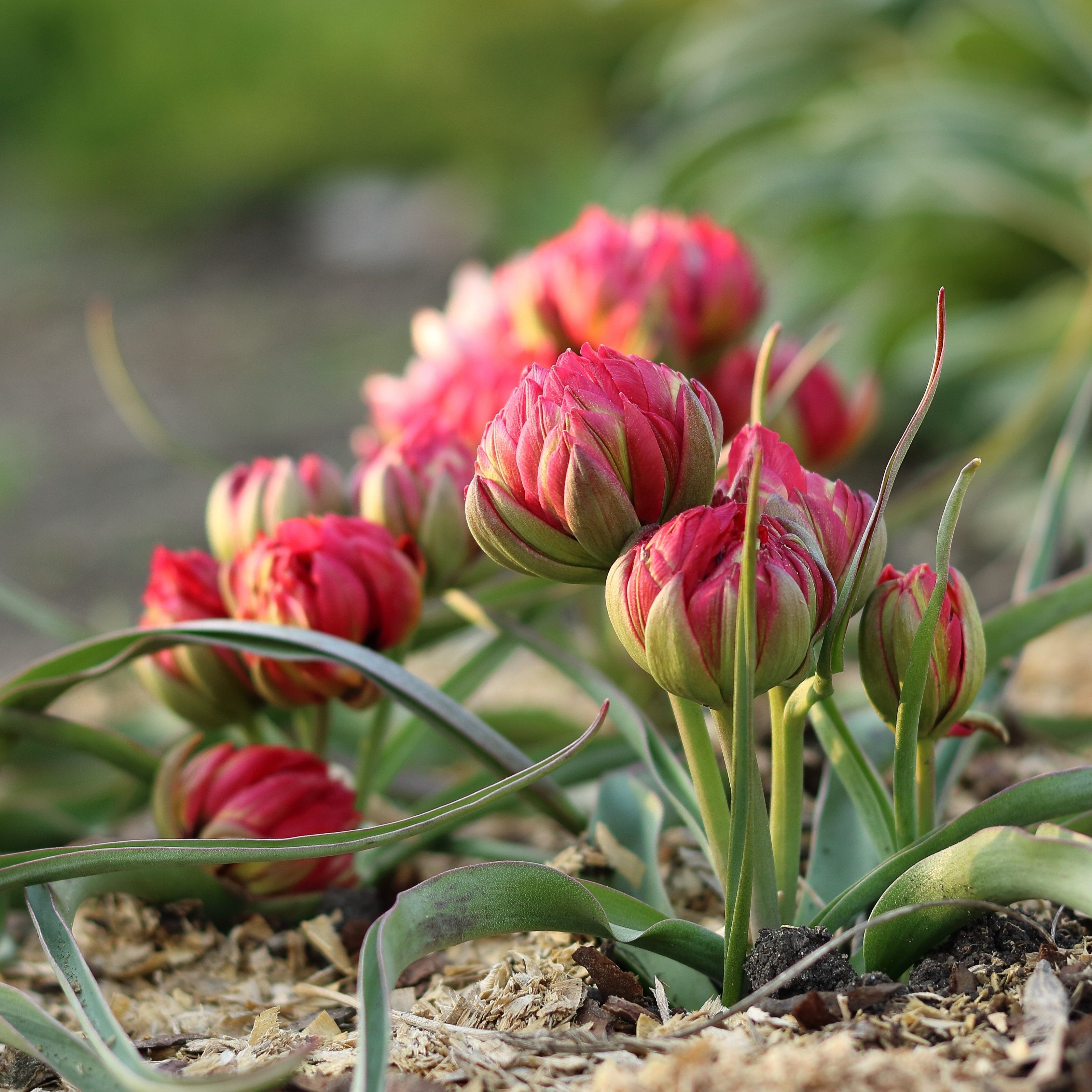 Pilnavidurė botaninė tulpė "Samantha" - Image 2