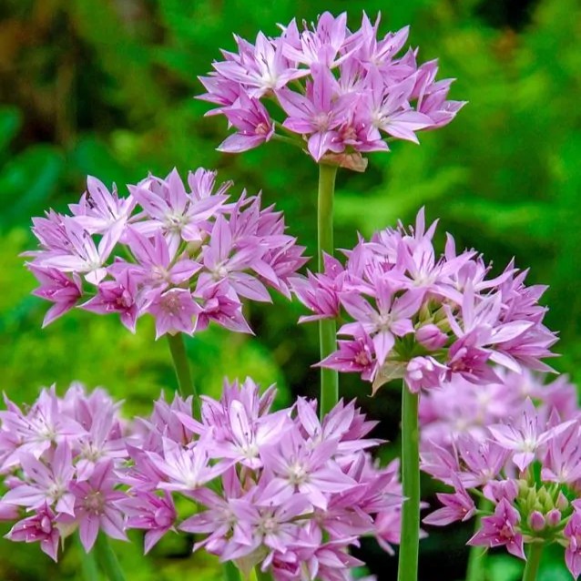 Smulkiažiedis česnakas "Unifolium"