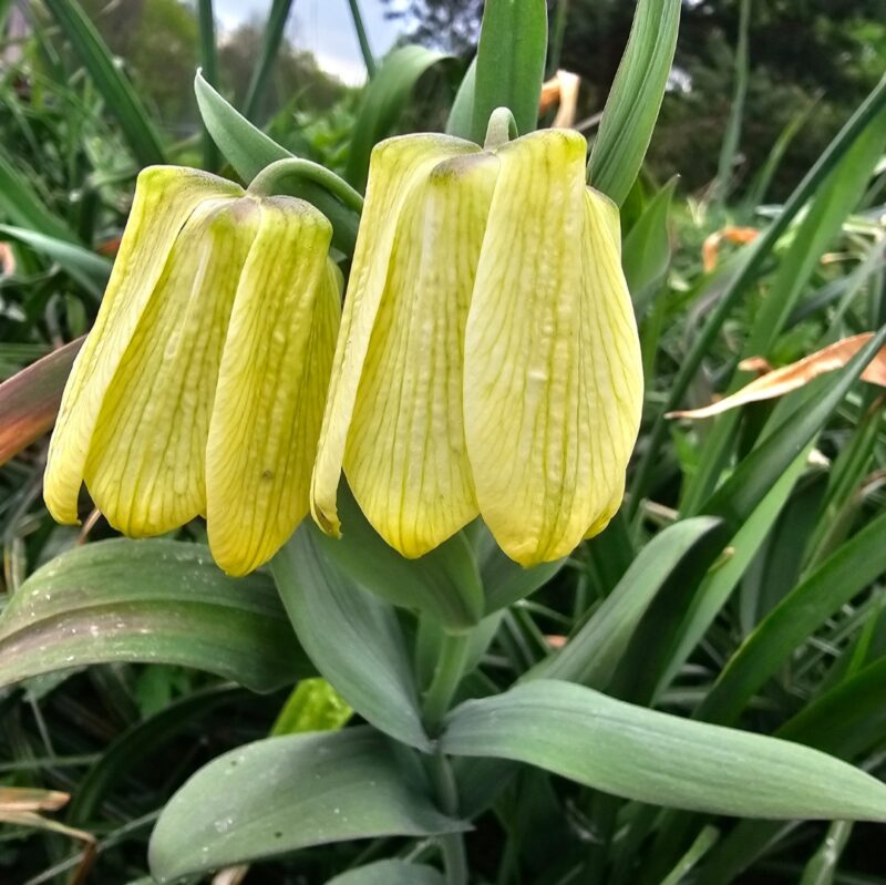 Margutės pallidiflora