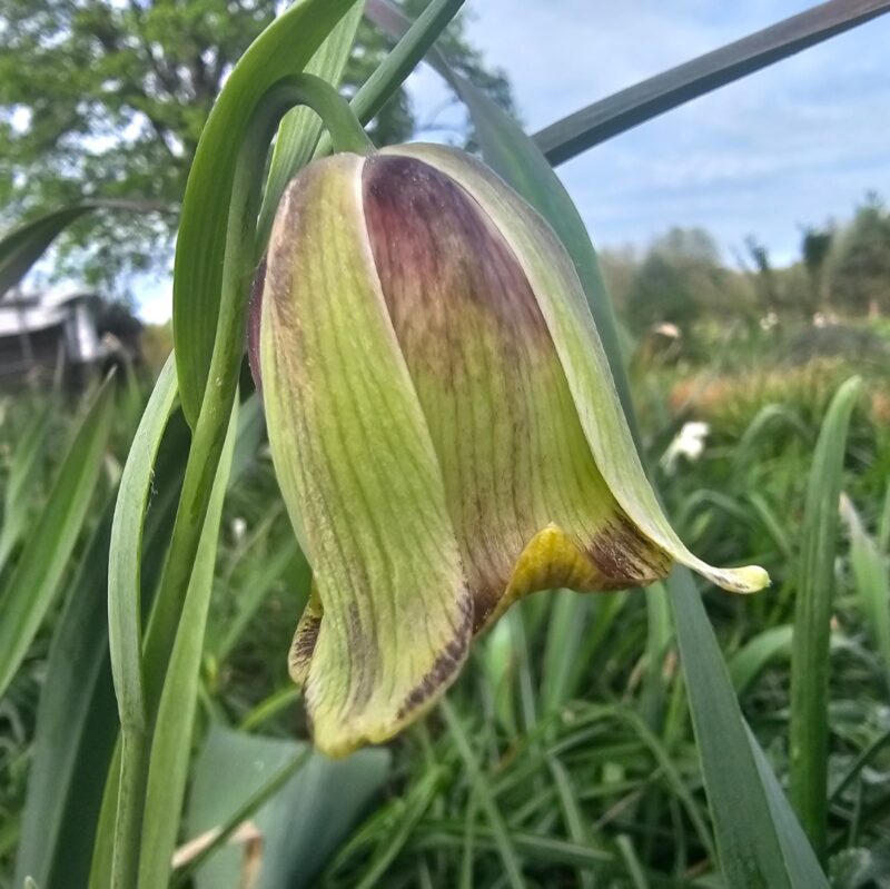 Margutės acmopetala