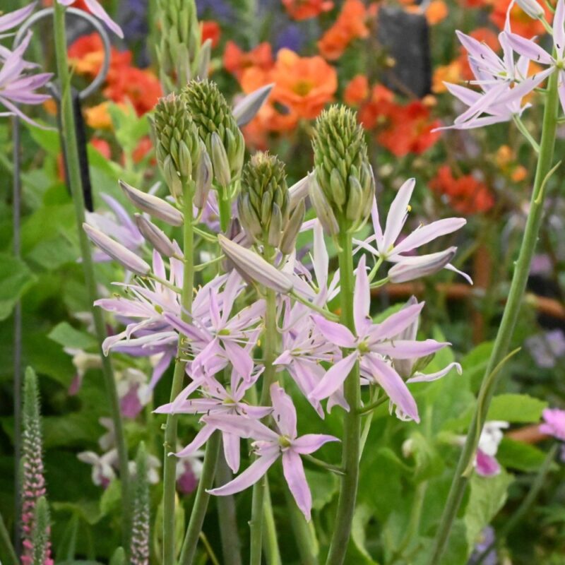 Kamasija leichtlinii "Sweet Candle"