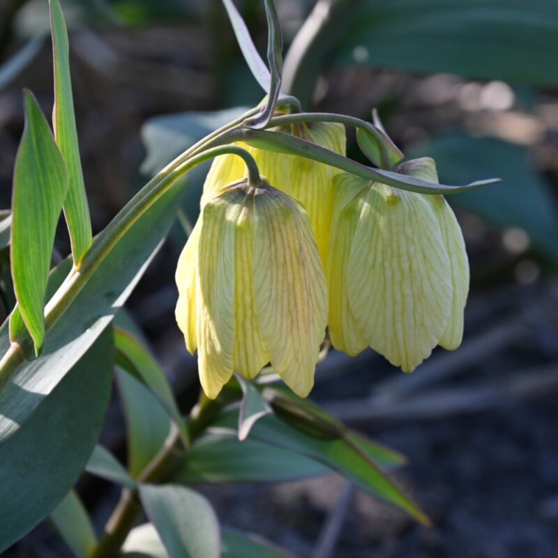 Margutės pallidiflora - Image 2