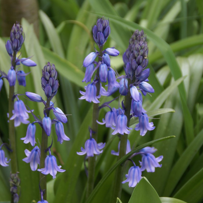 Linksmės melsvos - Image 2