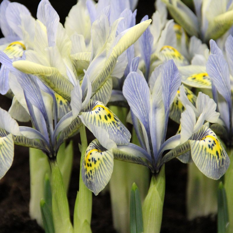 Tinklinis vilkdalgis "Katharine Hodgkin"