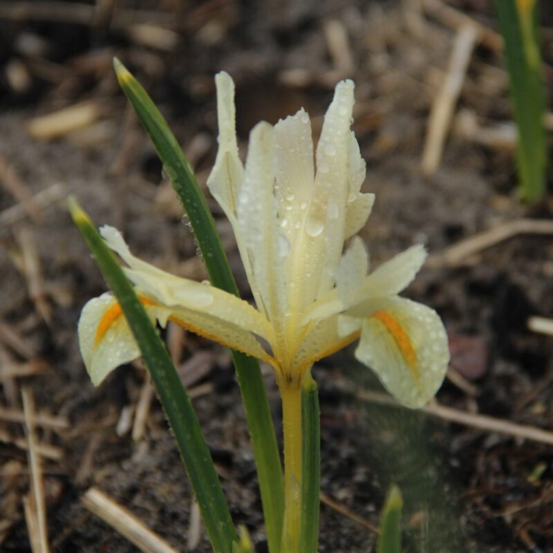 Tinklinis vilkdalgis "Louise"